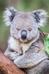 Koala close up in Healesville Sanctuary, Melbourne