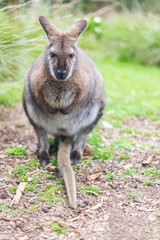Close encounter with a Wallaby