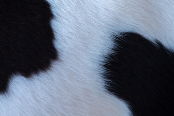 Closeup textured of real skin of cow for background.
