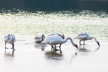 white swans on an autumn lake on a sunny day