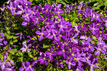 Close up in spring in April, purple lilac flowers close-up with a wonderful aroma on a branch of a...