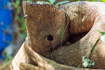 Close-up of a knothole in a tree trunk in the tropical forest of Ko Phayam Island, southern Thailand. 