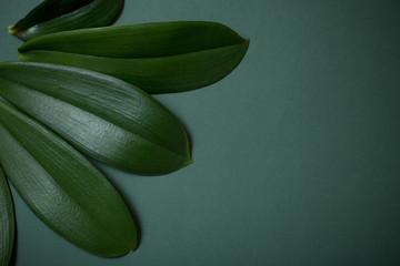 orchid leaves on dark green paper background