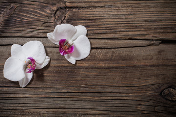 beautiful orchids on old wooden background