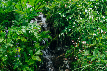 Scenic background with clear spring water stream among lush grasses. Mountain creek on rock with thick fresh greenery and many small flowers. Droplets on grass. Colorful backdrop of rich alpine flora.