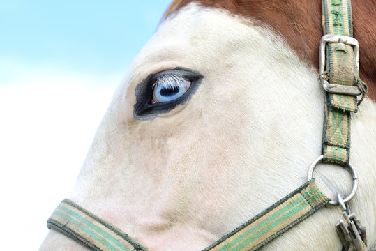 Detail of a white horse head from the side, with blue eye, eyelashes and an old bridle in front of white and blue background