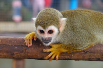 Adorable little monkey holding a lumber
