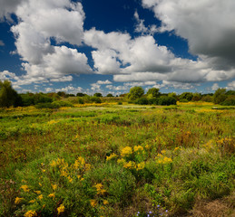 Fallow farm land with natural wildflowers in Fall with clouds and blue sky