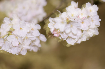 An electronic flash photographed cherry blossoms.