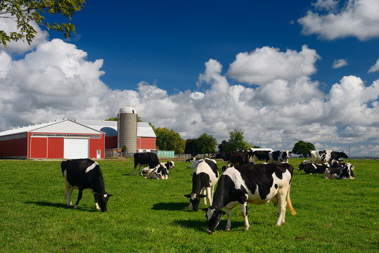 Holstein cows grazing in a grassy farm pasture with red barn and silo