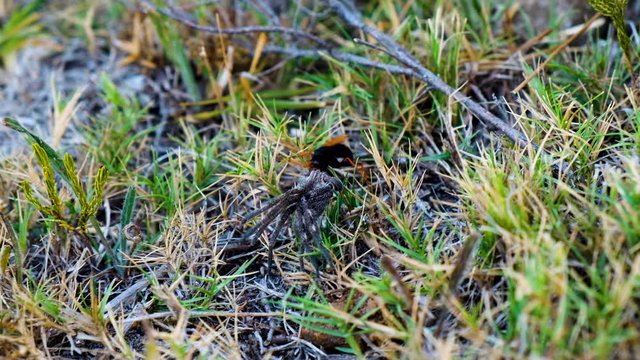 Spider wasp dragging rain spider through grass, close-up shot