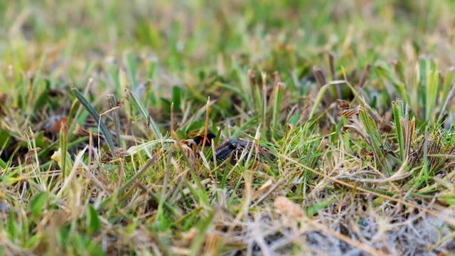 Spider wasp drags paralysed rain spider through grass, low angle view