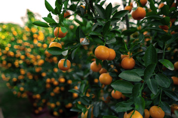 Citrus Japonica (mandarin) in the traditional Tet holiday (Lunar new year) in Vietnam, Asia