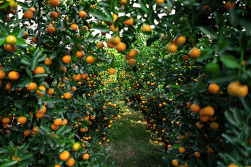 Citrus Japonica (mandarin) in the traditional Tet holiday (Lunar new year) in Vietnam, Asia