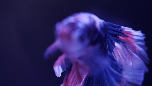 close up of blue betta fish in Thailand