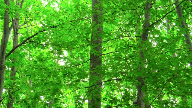 green springtime in a beech forest