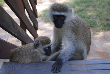 Mother and son, monkeys sitting on the stairs of the junle resort in Manaus, Brazil.