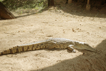 Crocodile resting inhe sun, full body, amazing reptile.