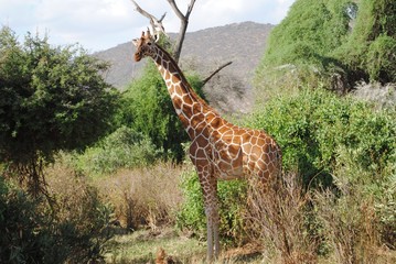 Giraffe spotted in the Savannah, Kenya, Africa