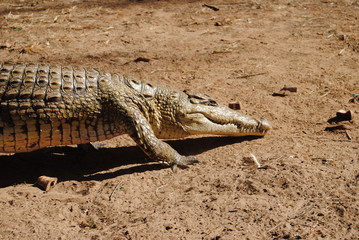 Crocodile moving forward to reach his prey on the river shore in Kenya, Africa.
