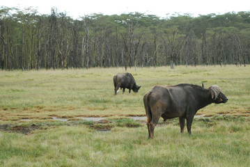 Buffalos eatng grass and watching the views in the savannah, african safari. Kenya vacation