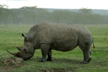 Obraz premium Amazing exemplar of white rhinoceros eating grass.