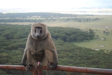 Baboon sitting on a fence, resting with his penis out. © LAURA