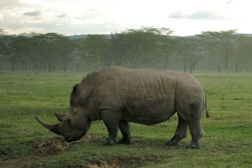 Close up of a white rhinoceros exemplar having lunch in the african savannah, in kenya.