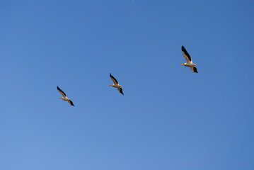 Flying pelicans, three synchronised birds. Air geometry.