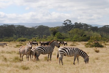 Fototapeta na wymiar Zebras eating on the beautiful landscape o the Savannah Kenya, Africa.