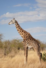 Naklejka na ściany i meble Giraffe chilling in thesavannah sun, in Kenya, Africa.
