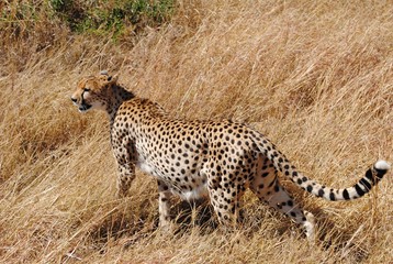Cheetah hunting in the african savannah, kenya natural reserve, africa.