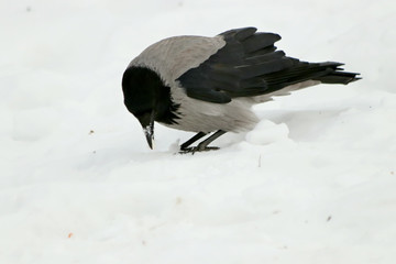 crow in snow