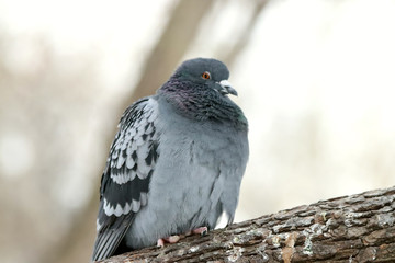 pigeon on the ground