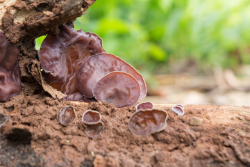 Auricularia auricula-judae, known as the Jew's ear, wood ear, jelly ear