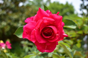 red rose in garden