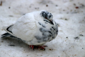 pigeon in snow