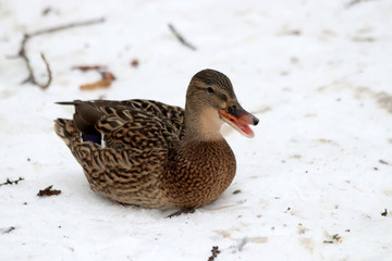 duck on snow