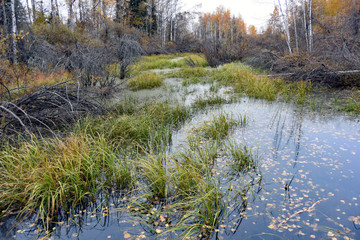 アラスカ、フェアバンクスの秋