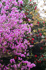 Obraz premium The name of these flowers is 