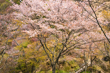 The scenery of cherry blossoms on Mt. Yoshino in Nara,japan.
