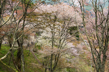 Fototapeta premium The scenery of cherry blossoms on Mt. Yoshino in Nara,japan.