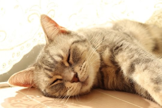 癒し顔の猫アメリカンショートヘアー