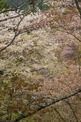 The scenery of cherry blossoms on Mt. Yoshino in Nara,japan.
