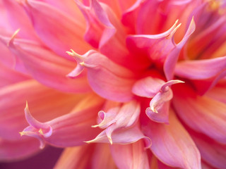 Fototapeta na wymiar Closeup of Dhalia garden flower bloom in outdoor soft natural light