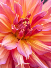 Fototapeta premium Closeup of Dhalia garden flower bloom in outdoor soft natural light