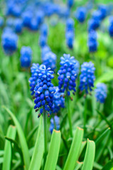 Spring flowers muscari - flower natural spring background with blooming spring flowers of muscari. Closeup of spring flowers.