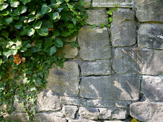 Wall of stone blocks. Ivy plant on an old wall.