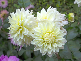 Blooming white dahlia flower in the garden