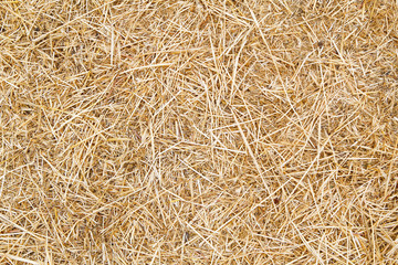 dry grass background